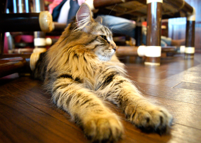 Charlotte On The Cheap >> Cat Cafes: The Newest Trend Coming from Tokyo | Travel ... Charlotte On The Cheap >> Cat Cafes: The Newest Trend Coming from Tokyo | Travel ...