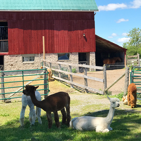 Alpacas at Shed at Chetwyn Farms